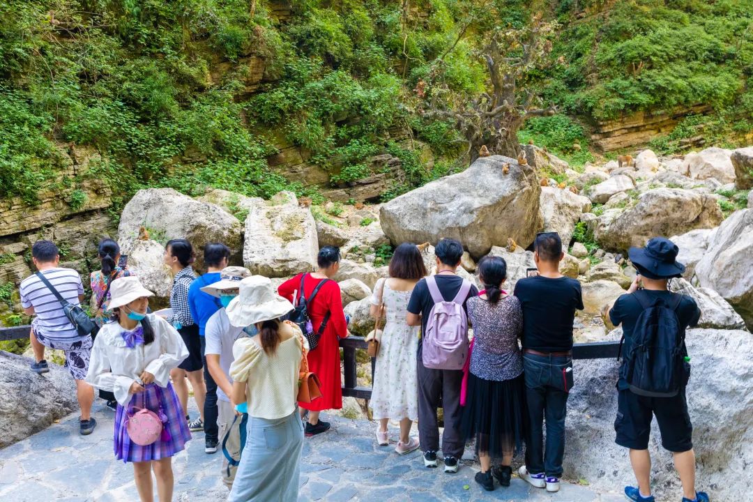 这个秋天，来三峡人家景区一睹“猴王”
