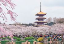 格林东方酒店，开启春日赏樱游