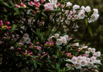 江西三清山风景区：繁花似锦 游人如织