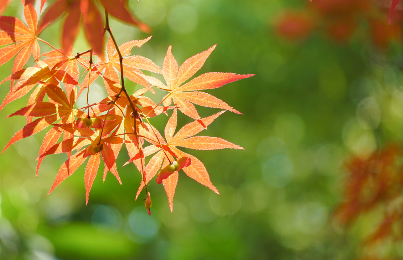 同程旅行：冰雪游是2024年冬季最热门的出游主题