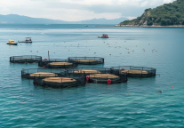 日本核污染排海，中国餐饮饭店业何去何从？