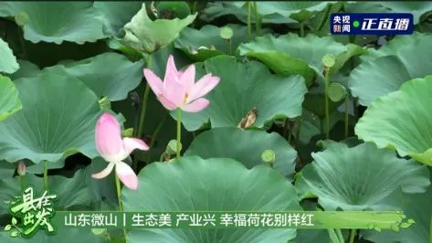 微山湖旅游区 | 大美微山 向绿而行！