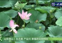 微山湖旅游区 | 大美微山 向绿而行！