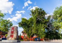 洪洞大槐树：荫庇群生 惠泽社会