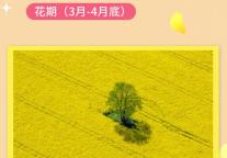 雅阁酒店集团|雅阁璞邸春日焕新，大理三月浪漫季