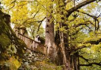 藏不住了！明月山银杏已“换装”，快来邂逅满目金黄！