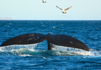 加勒比海明珠再添奢华：文华东方酒店集团签约博克隆湾