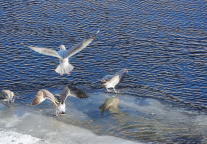 曲江文旅选举庄莹为第十届董事会董事长