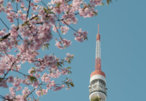 武汉樱花季，丽怡酒店打造别开生面线下活动