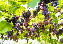 摘葡萄啦！明月山葡萄采摘指南请查收！周末约起~