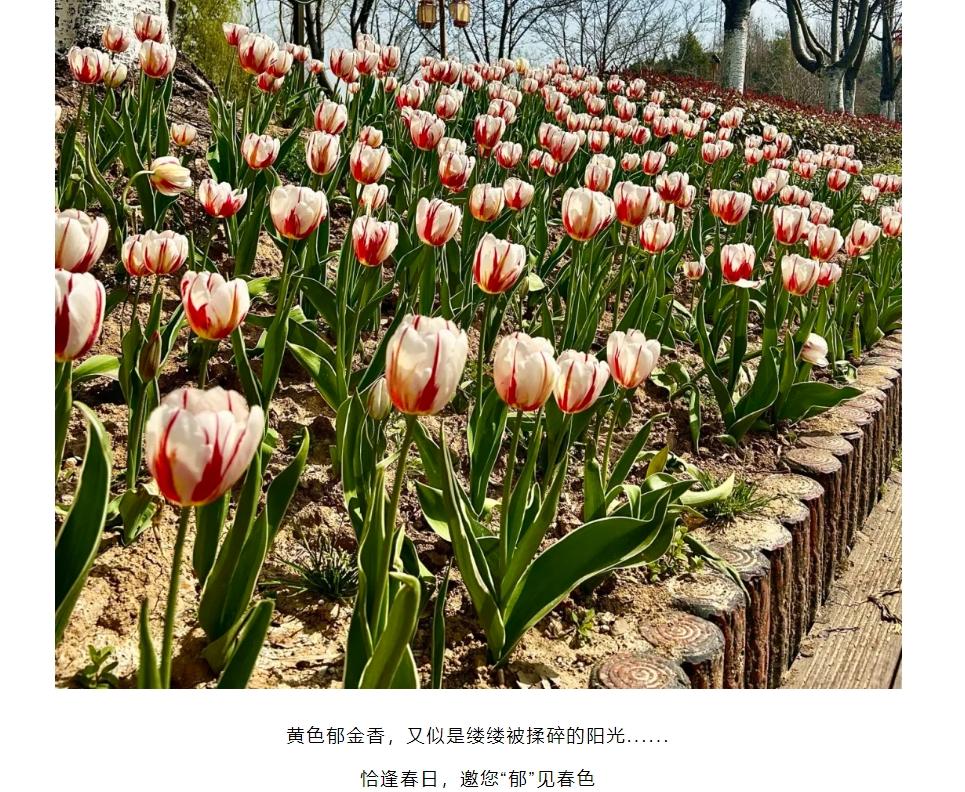 雅阁酒店集团|您有一封来自春天的信笺，春山见花亦如是