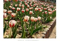 雅阁酒店集团|您有一封来自春天的信笺，春山见花亦如是