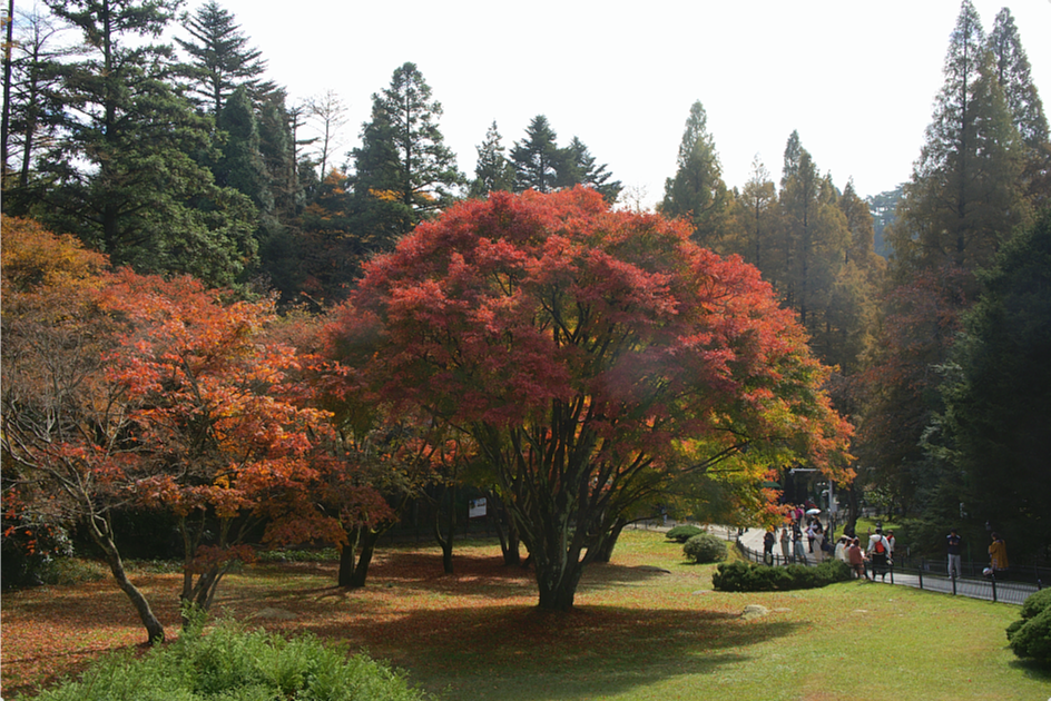 庐山风景区枫景实况｜醉赏红枫不思归