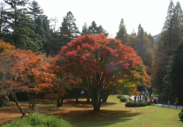 庐山风景区枫景实况｜醉赏红枫不思归