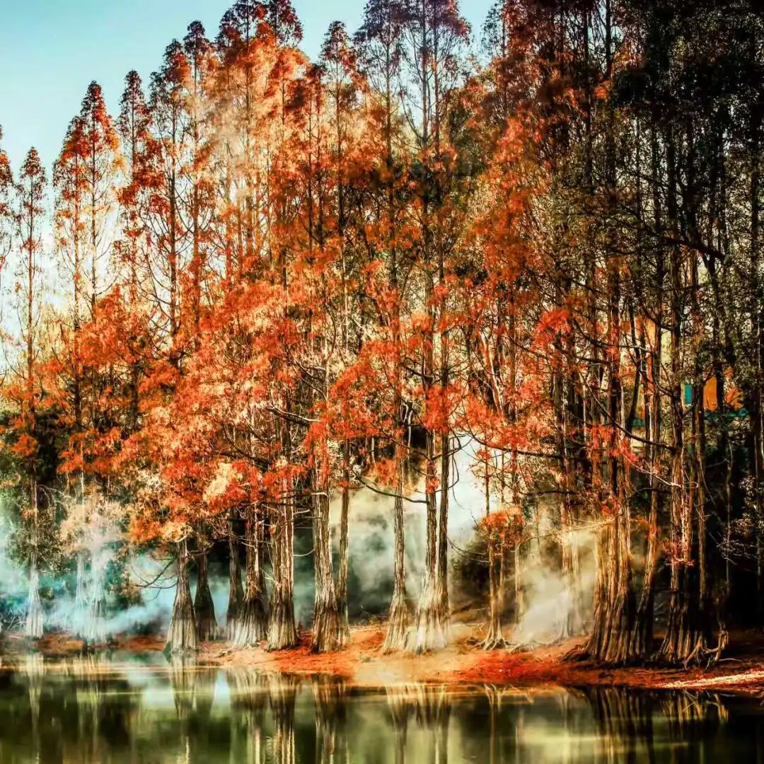 龟峰山脚下的冬日童话！邂逅水杉林，定格绝美瞬间