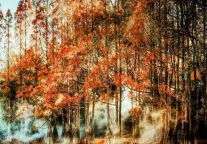 龟峰山脚下的冬日童话！邂逅水杉林，定格绝美瞬间