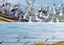 立冬｜二郎剑半岛的候鸟“国际机场”，19.9元起赴一场生态之约！