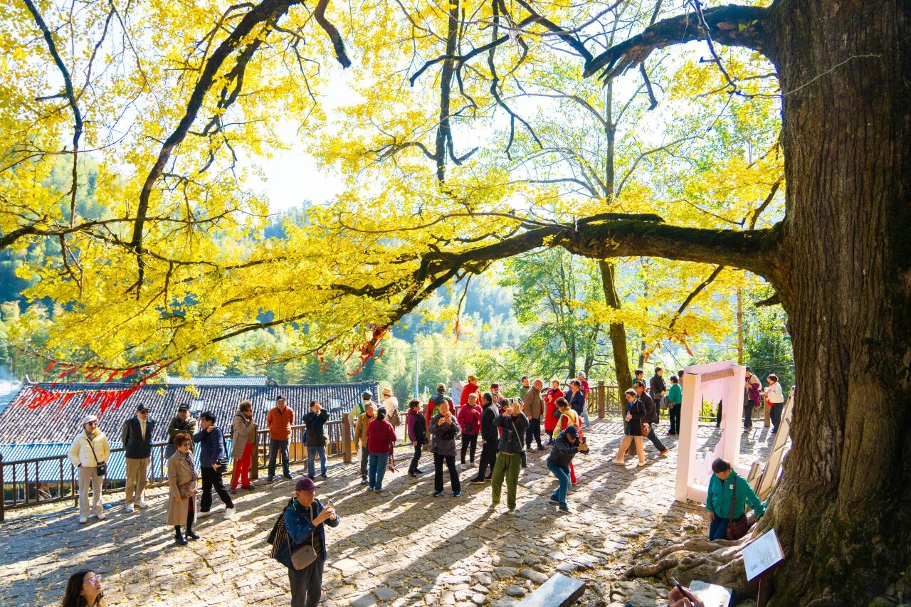 玩转银杏的N种方式！明月山南惹古村上演冬日手作狂欢！
