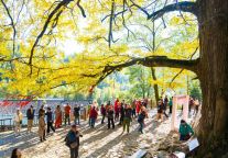 玩转银杏的N种方式！明月山南惹古村上演冬日手作狂欢！