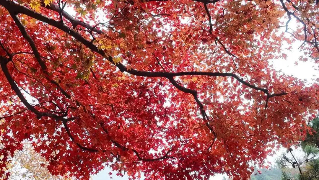 倪萍、朱迅现身江西庐山风景区，赴一场文化与美景之约