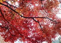 倪萍、朱迅现身江西庐山风景区，赴一场文化与美景之约