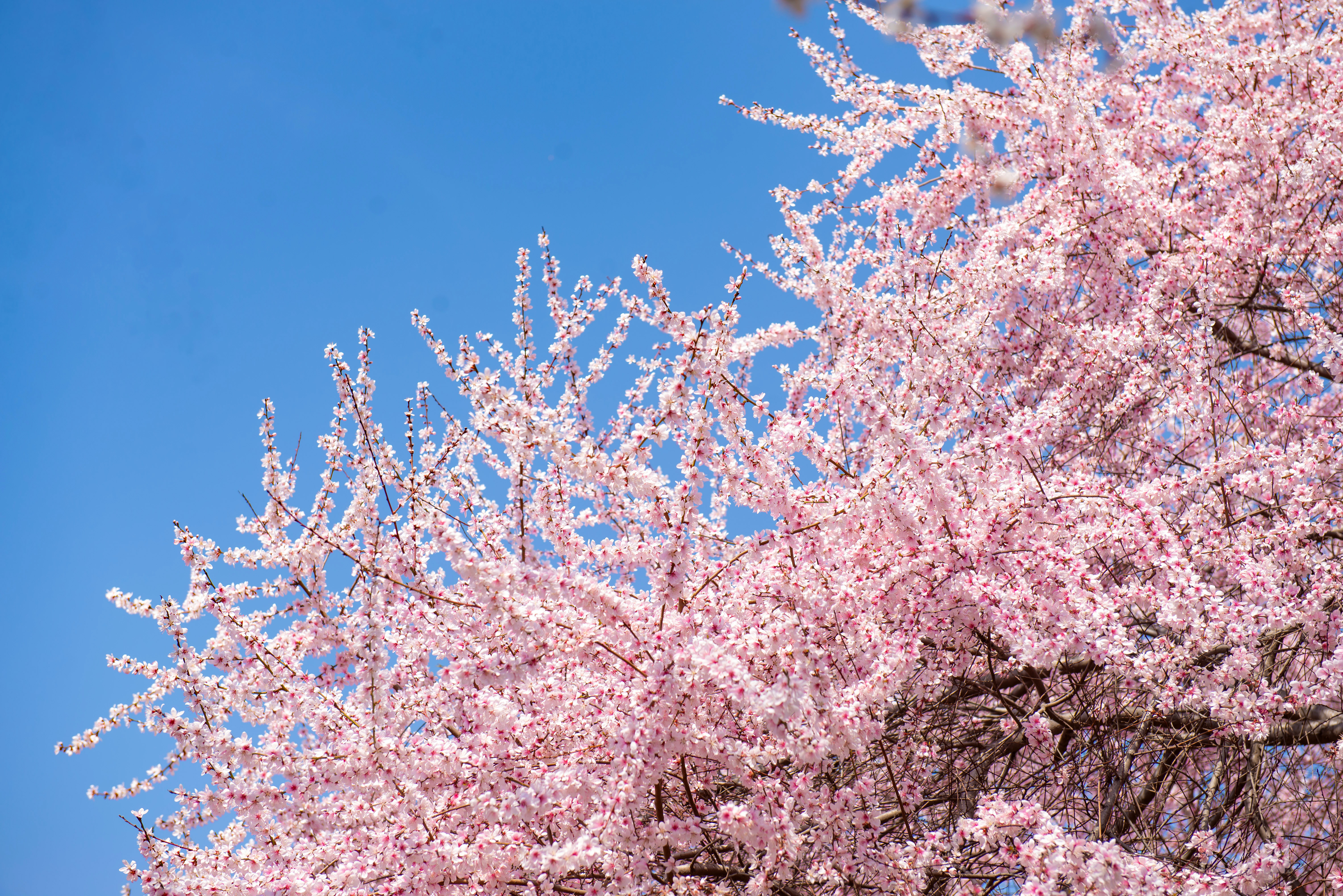 同程旅行发布2026清明节旅行预测报告