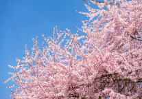 同程旅行发布2026清明节旅行预测报告