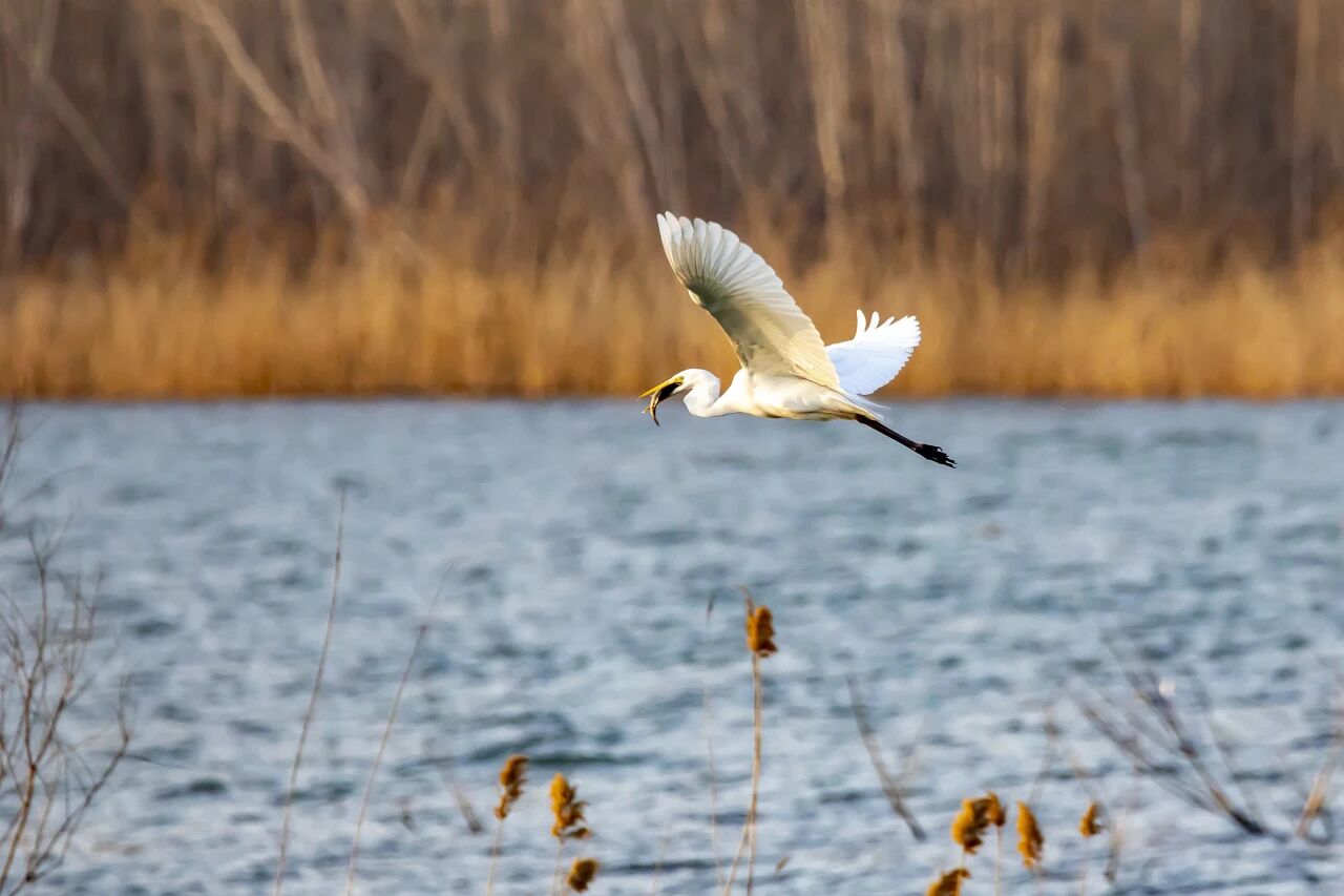 来东平过大年，解锁不一样的年味~