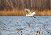 来东平过大年，解锁不一样的年味~