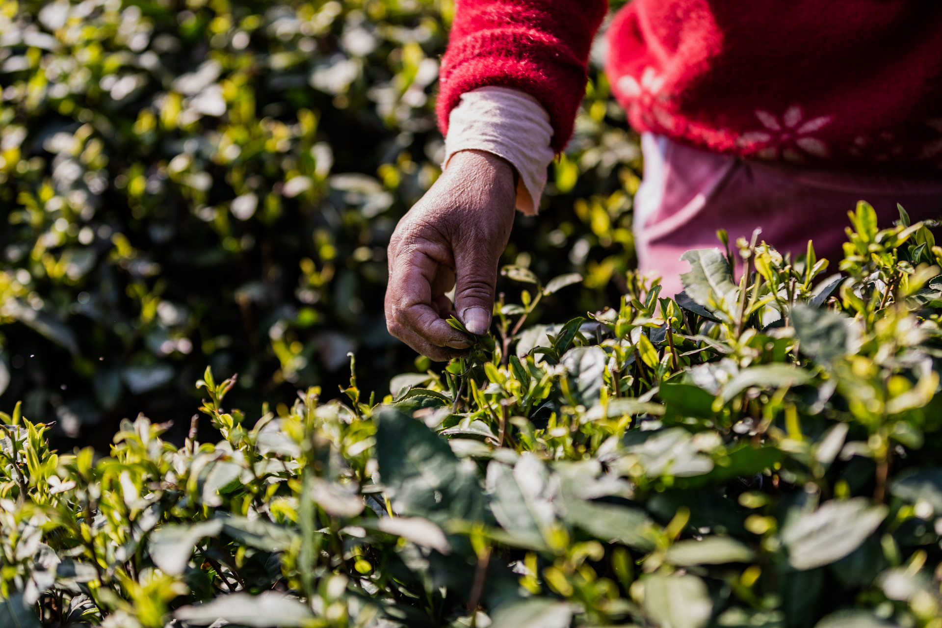 投资约6亿！总建面6.8万㎡，福州仓山世界茶文化交流港·窨PARK即将亮相 