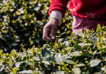 投资约6亿！总建面6.8万㎡，福州仓山世界茶文化交流港·窨PARK即将亮相 