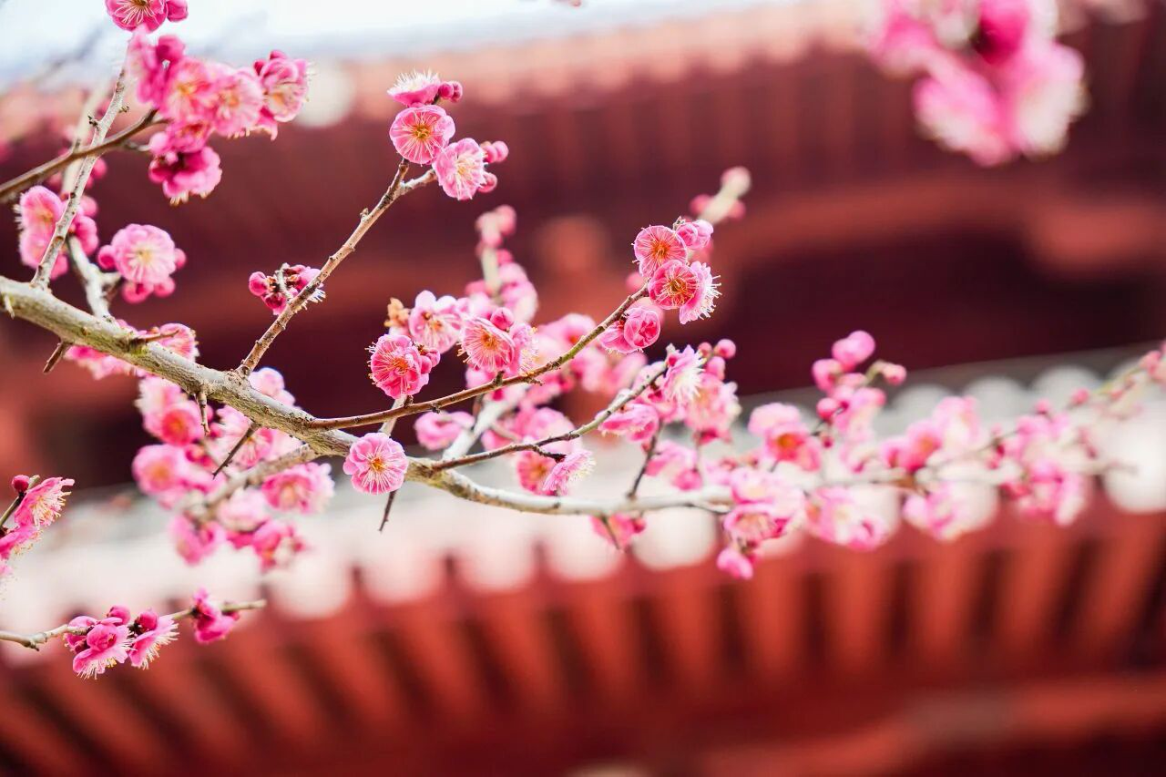 从春晚现场到万亩花海，肥西的春天藏在这2天1夜里