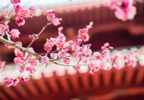 从春晚现场到万亩花海，肥西的春天藏在这2天1夜里