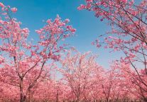 所有女生！龙虎山免门票啦！