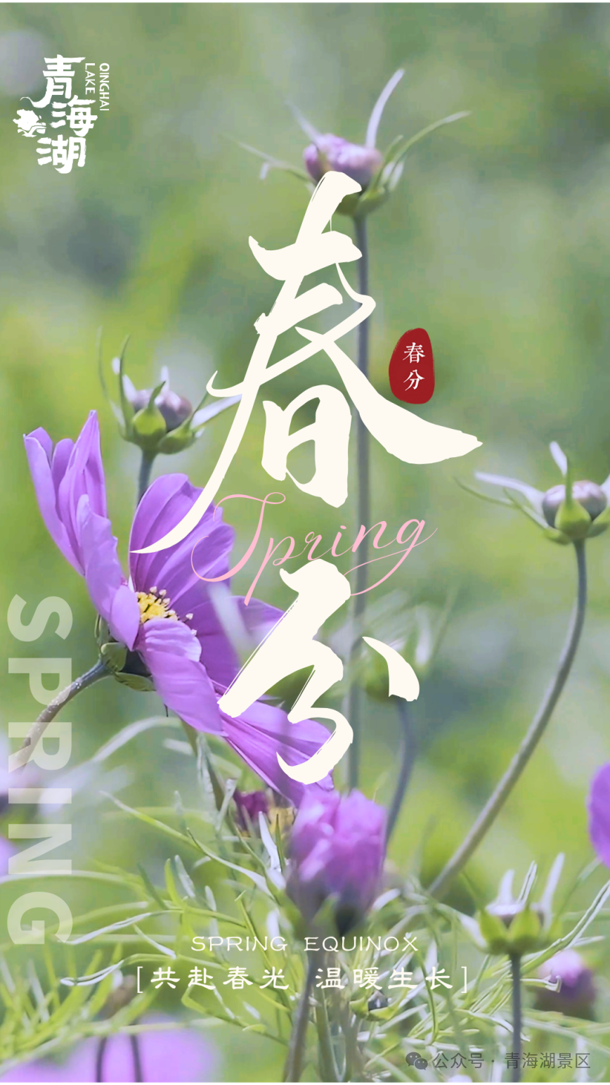 春分至，昼夜均|青海湖景区最美春日盛景已上线！