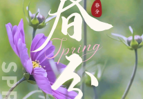 春分至，昼夜均|青海湖景区最美春日盛景已上线！