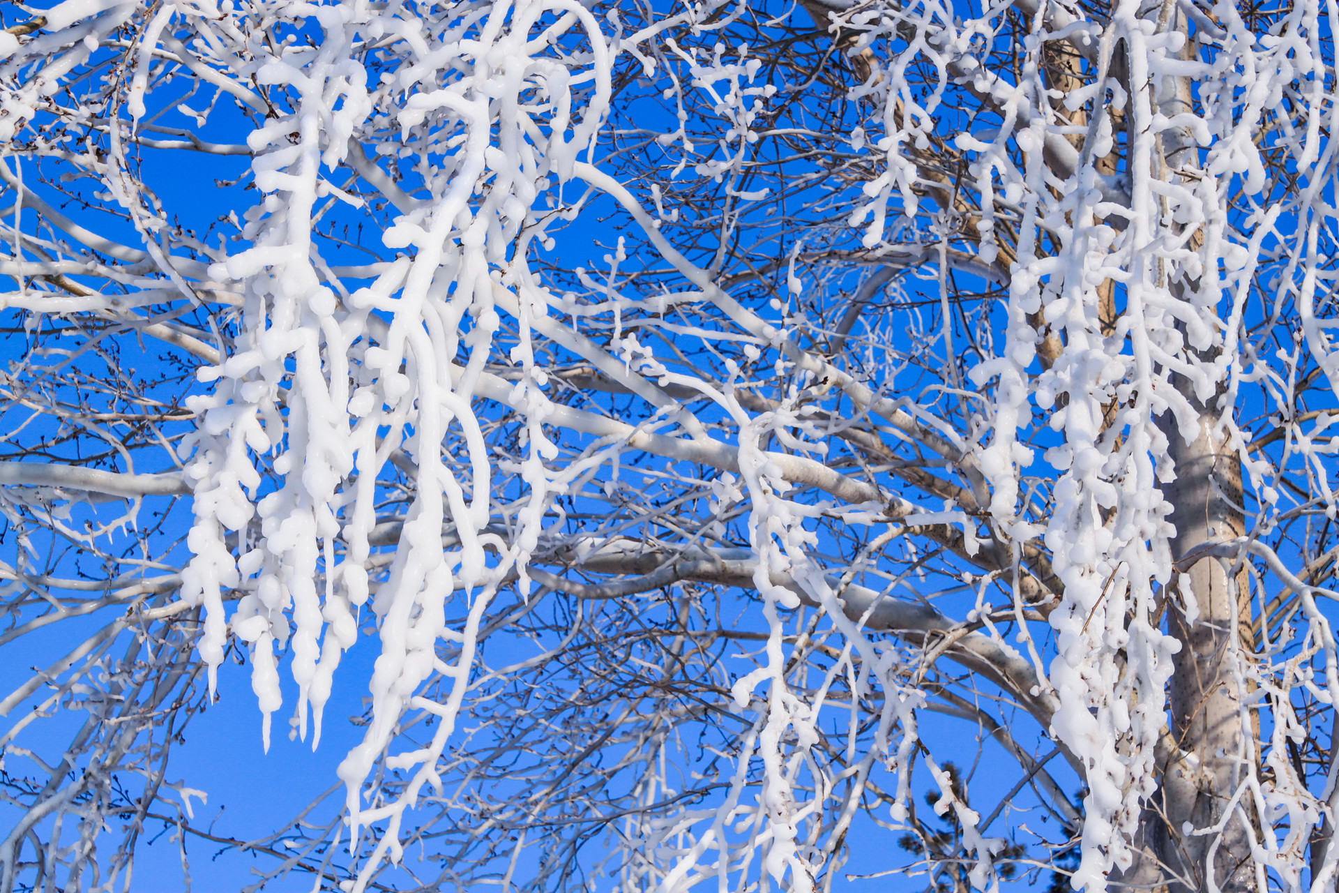 第38届太阳岛国际雪雕艺术博览会12月27日试开园