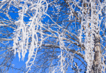第38届太阳岛国际雪雕艺术博览会12月27日试开园