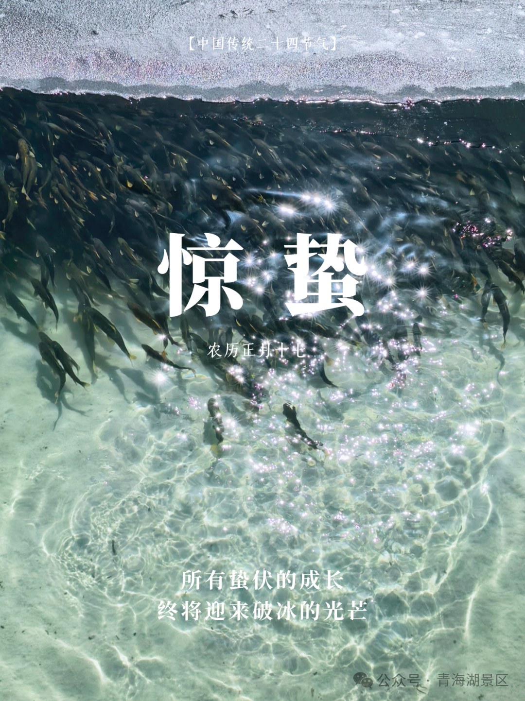 惊蛰｜青海湖开湖序曲，湟鱼率先探春