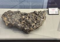 五房贝：4亿年前的“海洋小木屋”，藏着远古生存密码！