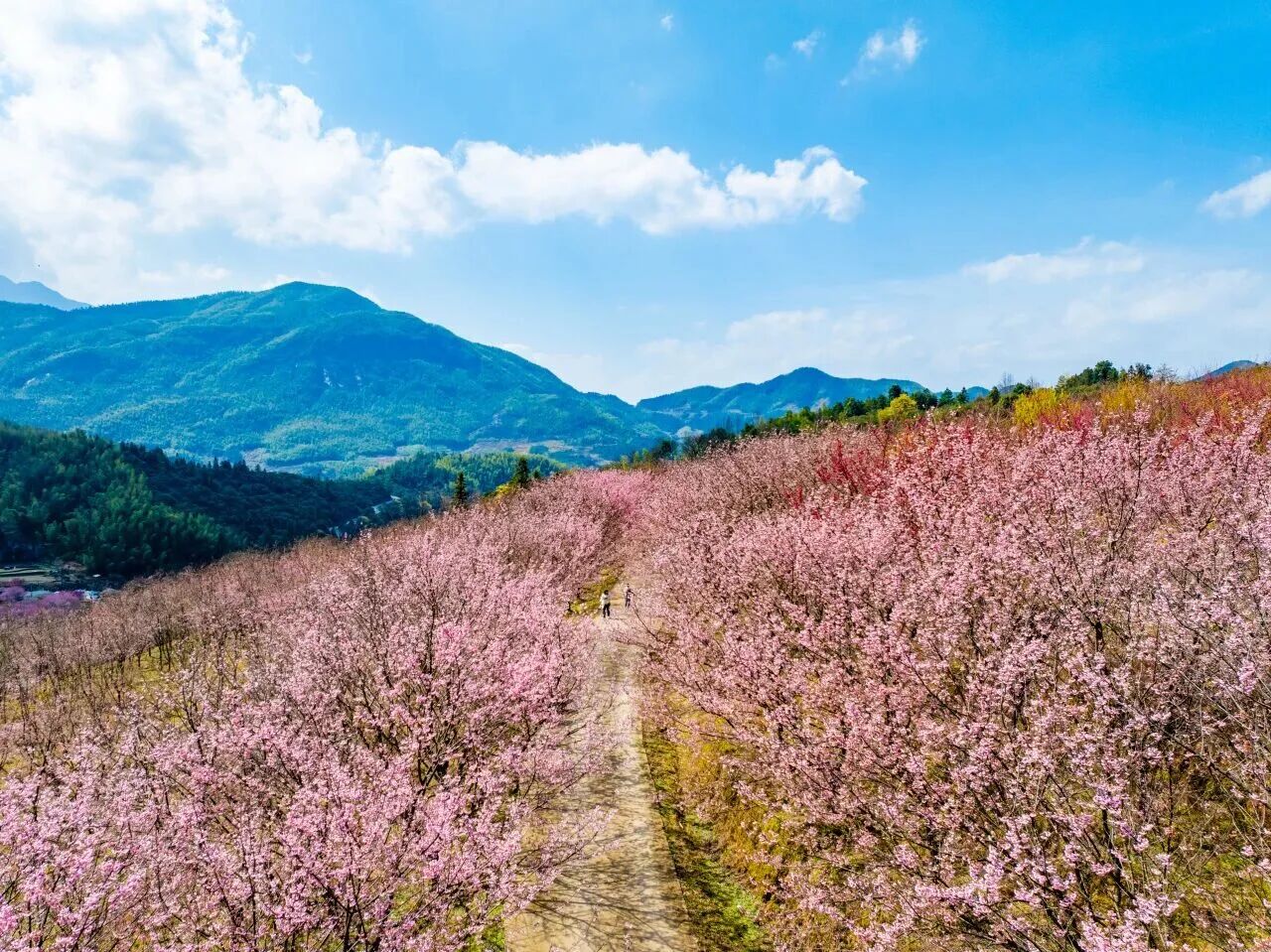 即！将！开！园！明月山花海原居赏樱攻略来啦！