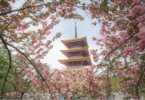 樱花满城与金色江汉：万达生活方式酒店带您玩转湖北河南春日秘境