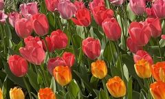 全民盼假潮来袭，文旅要被带飞了