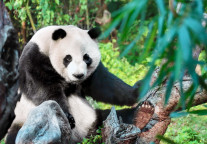 成都：春节接待游客2378.2万人次，旅游总花费257.5亿元