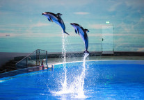 上海海昌海洋公园元旦假期首日客流同比增长60%