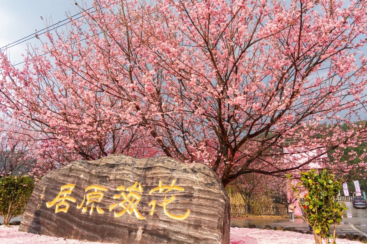 樱花树下站谁都美！明月山花海原居，这份拍照攻略请收好