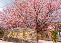 樱花树下站谁都美！明月山花海原居，这份拍照攻略请收好