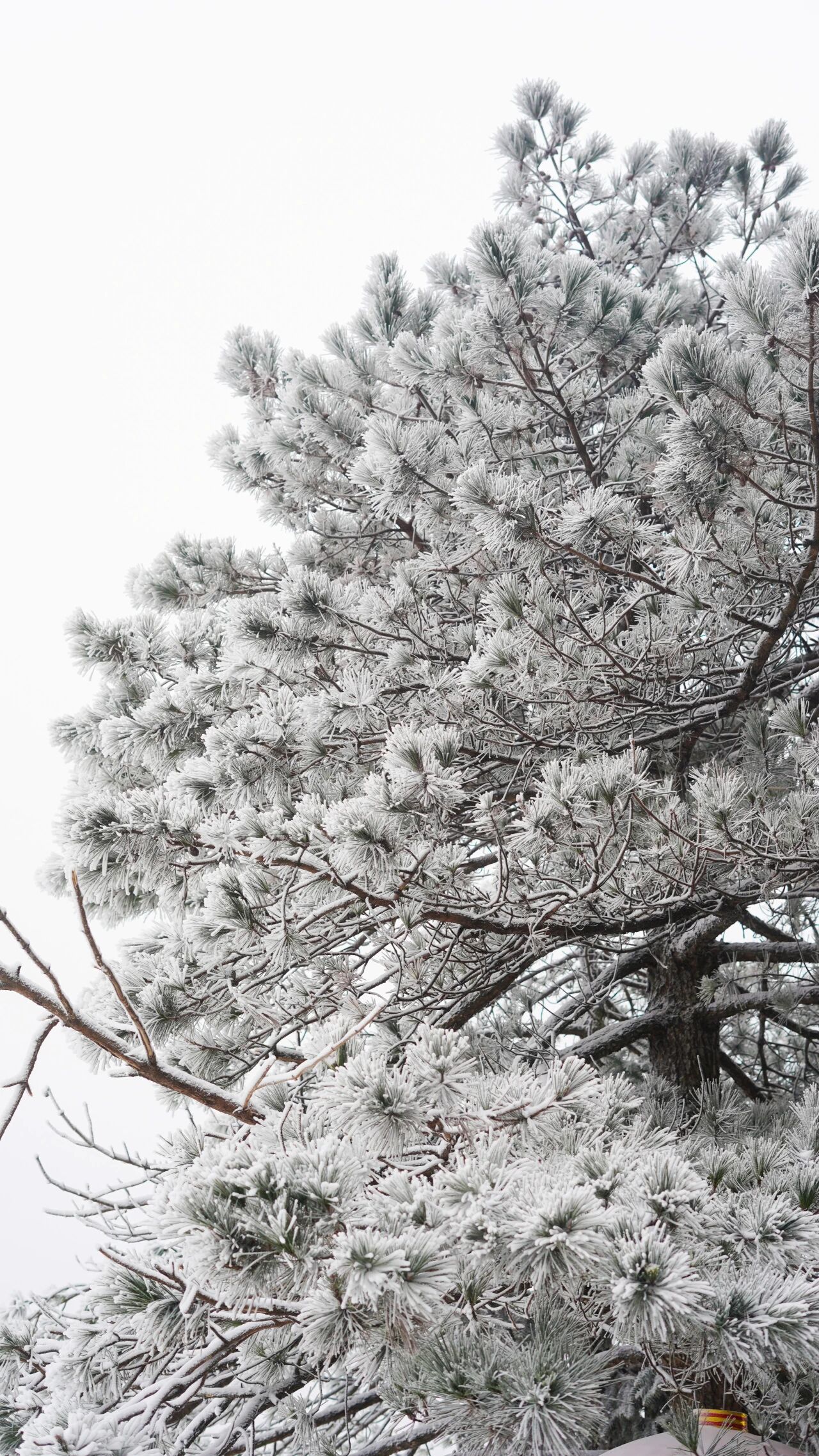 明月山下雪啦→1月20日雾凇、雪景、山岚如约而至！