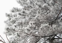 明月山下雪啦→1月20日雾凇、雪景、山岚如约而至！