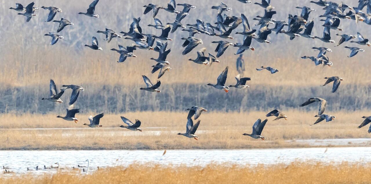 重磅喜讯！东平湖文旅集团登榜全国百强，实力斩获第45名！